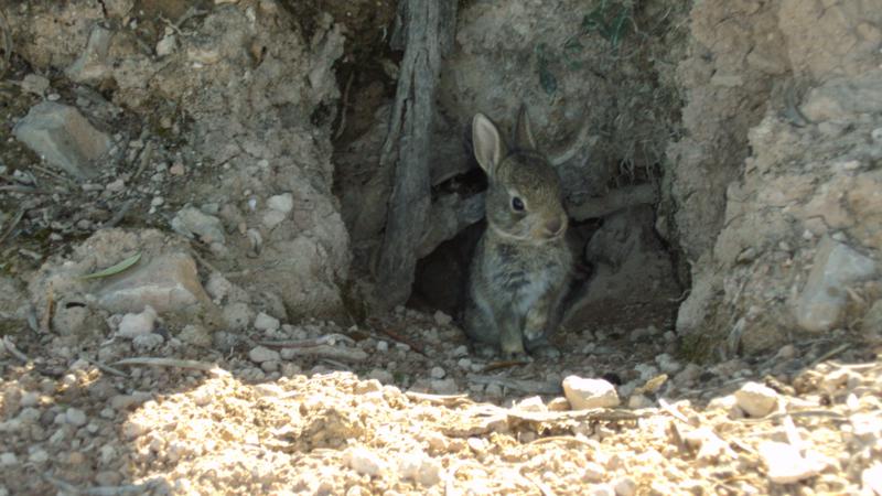 Miguel Delibes: el conejo de monte, una especie clave perseguida como plaga